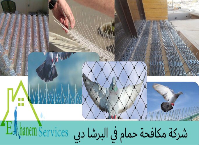 شركة مكافحة حمام في البرشا دبي